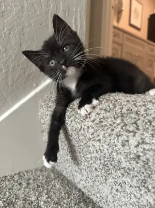 Clove bonded w/Larry Lasagna