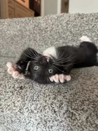 Clove bonded w/Larry Lasagna