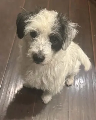 Ziggy