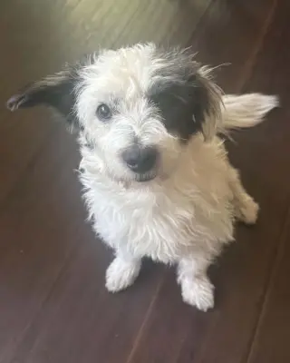 Ziggy