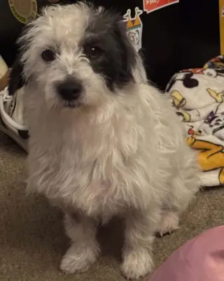 Ziggy