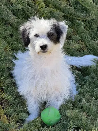 Ziggy