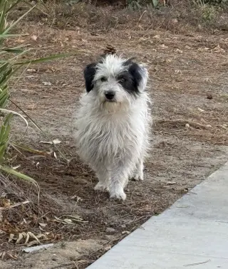 Ziggy