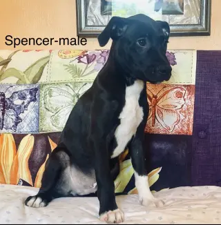Spencer Lonestar
