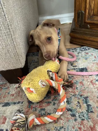 Muppet Lonestar