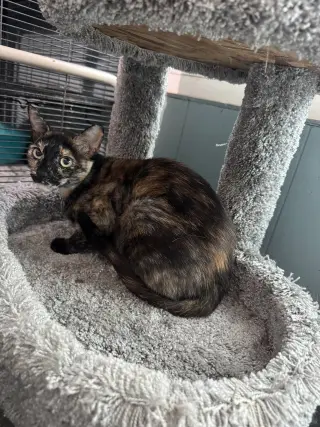 Tootsie