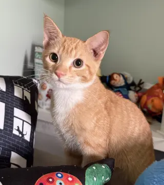 Cheddar