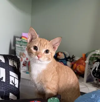 Cheddar