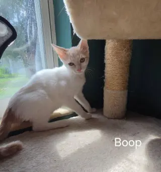 Boop