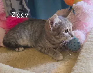Ziggy