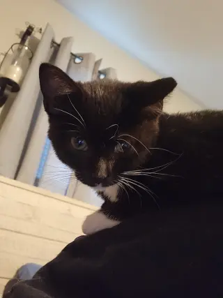 Doritos
