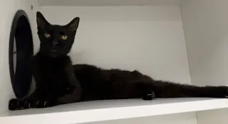 B.I.G.