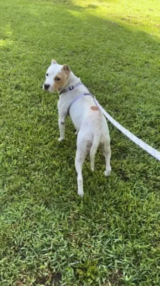 Gravy (Mama)