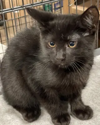 Tupelo