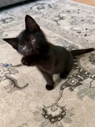 CAT - Snickers
