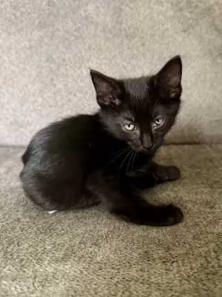 CAT - Snickers