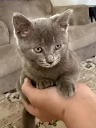 CAT - S’mores
