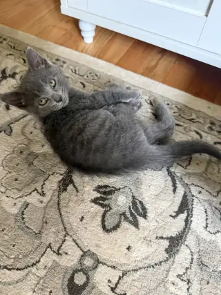 CAT - S’mores