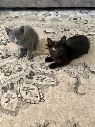 CAT - S’mores