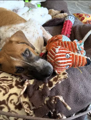 Tigger