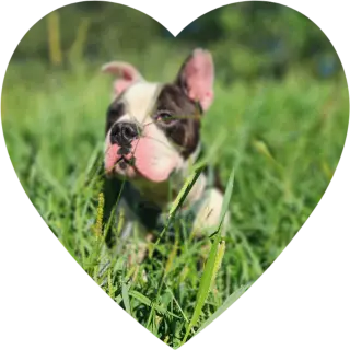 Wilbur