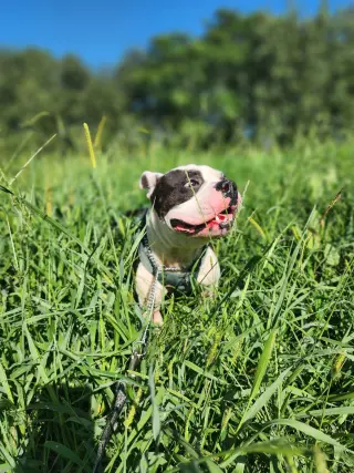 Wilbur