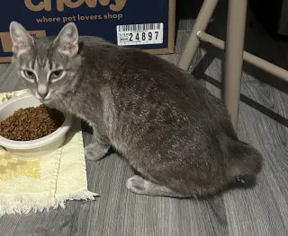 Miss Bob Tail