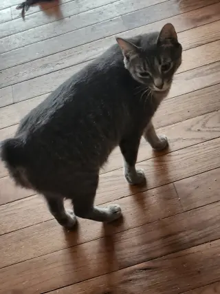 Miss Bob Tail
