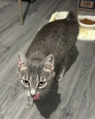 Miss Bob Tail