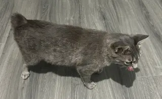 Miss Bob Tail