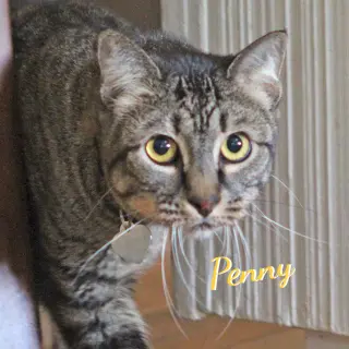 Penny #quiet-cuddler