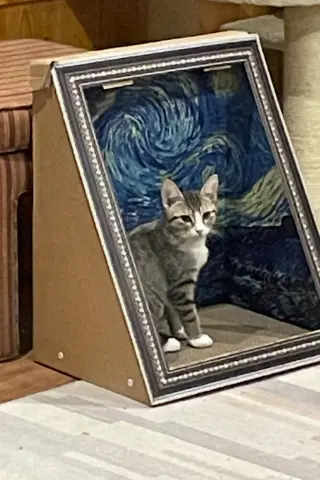 Freeda