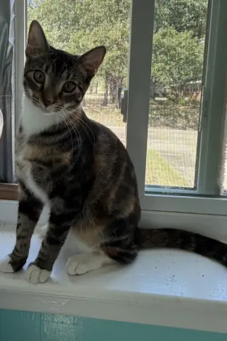 Nutmeg