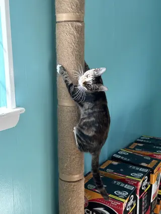 Nutmeg