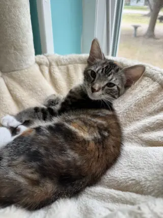 Nutmeg