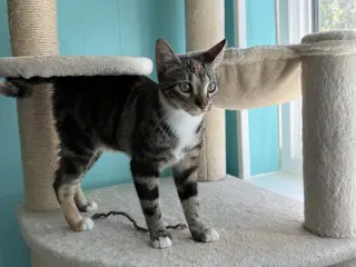 Cinnamon