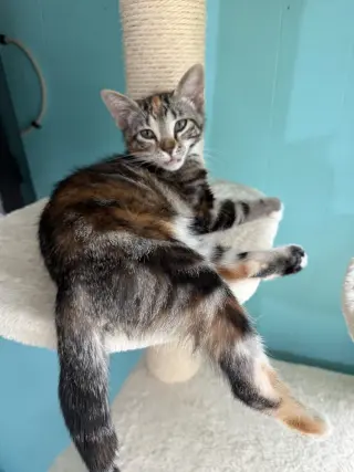 Cinnamon