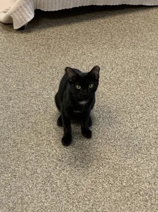Blackie