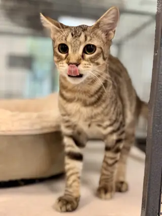 Oatmeal