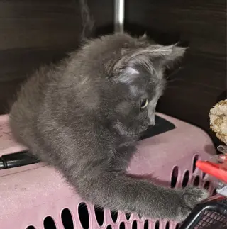 Ollie