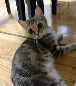 Elara