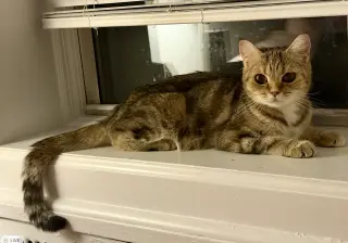 Elara