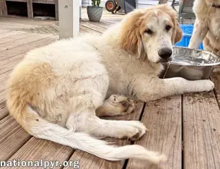 Russet in VA - Laid-back, Goofy Charmer!