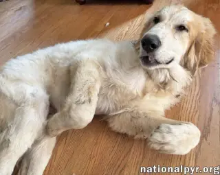 Russet in VA - Laid-back, Goofy Charmer!