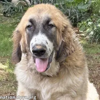 Macintosh in VA - Loves Squeaky Toys!