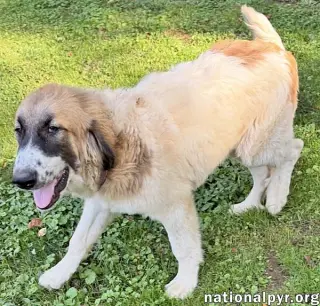 Macintosh in VA - Loves Squeaky Toys!