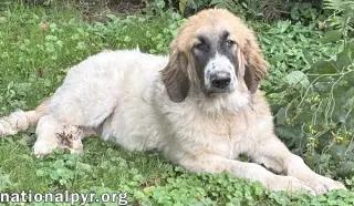 Macintosh in VA - Loves Squeaky Toys!
