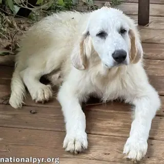 Crispin in VA - Loves To Be Brushed!