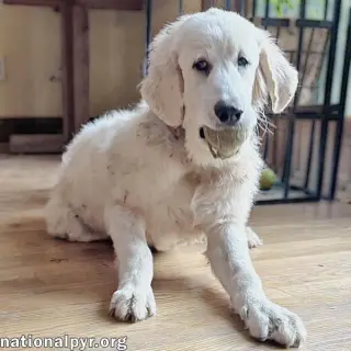 Crispin in VA - Loves To Be Brushed!