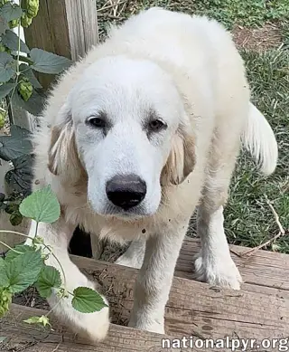 Crispin in VA - Loves To Be Brushed!